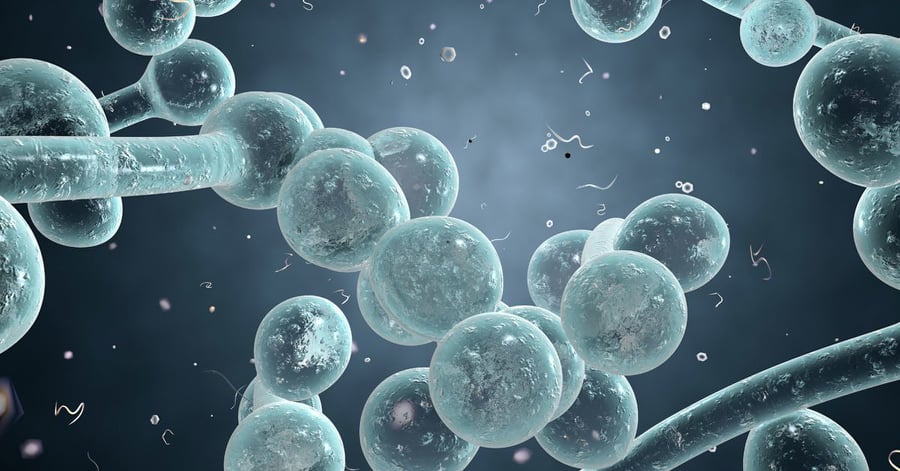 Candida Panel Testing $395
